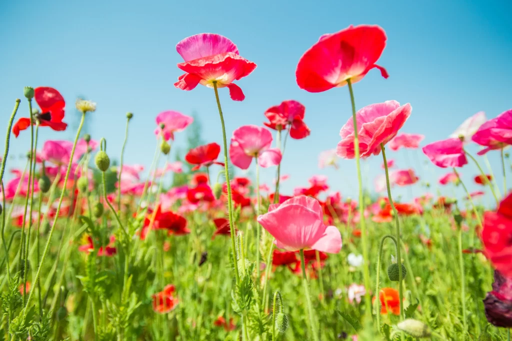 Red Pink Poppy Petals Stems Green