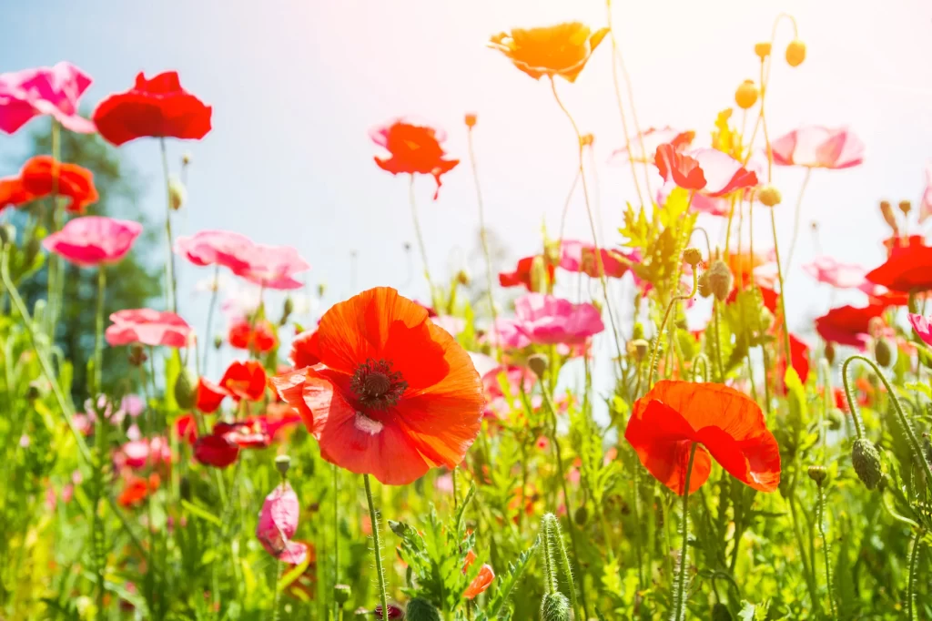 Red Pink Poppy Petals Sunlight Greenery