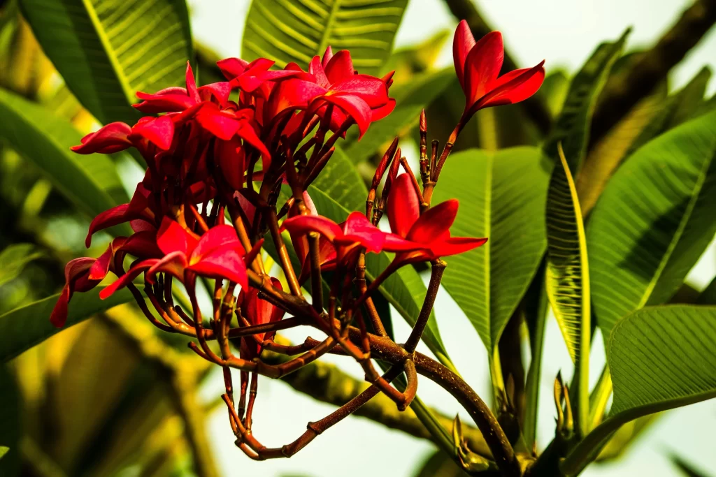 Red Plumeria Blooms Petals Green Leaves