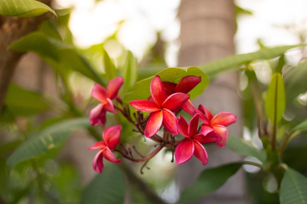 Red Plumeria Petals Green Leaves