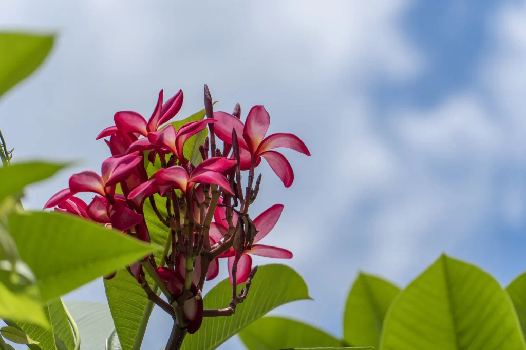 Red Plumeria Petals Green Leaves Blue Sky