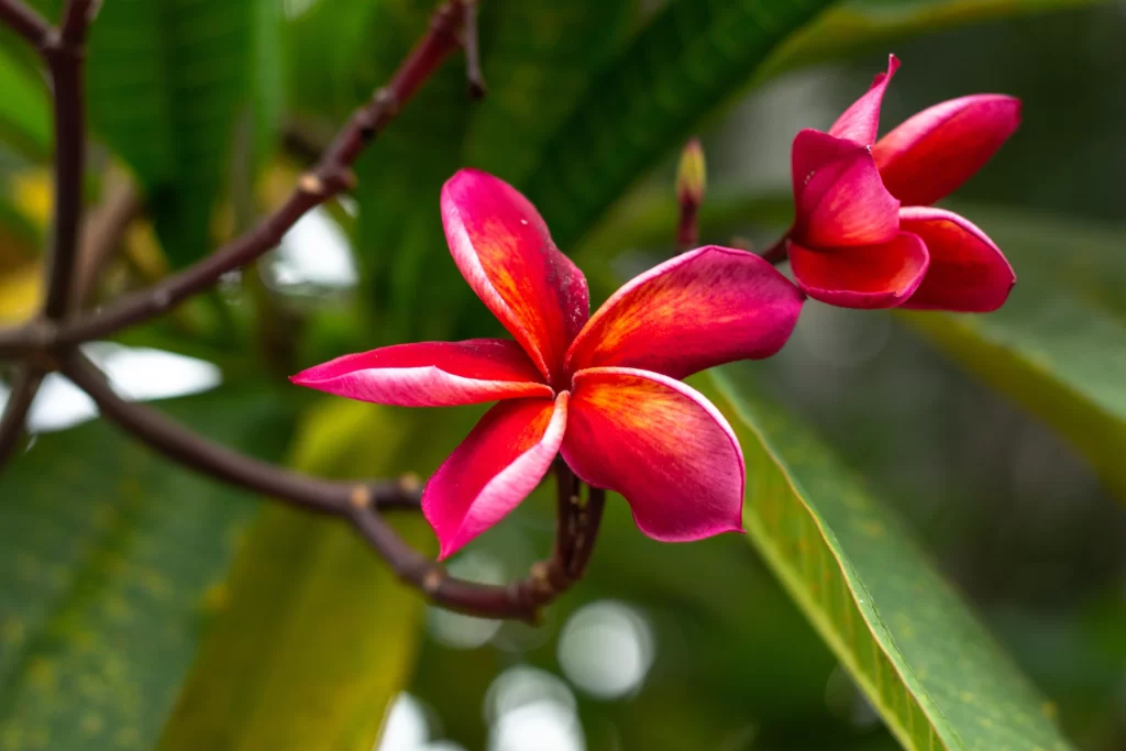 Red Plumeria Petals Vibrant Green warm Leaves