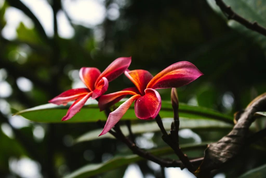 Red Plumeria Petals Vibrant Green gray Leaves