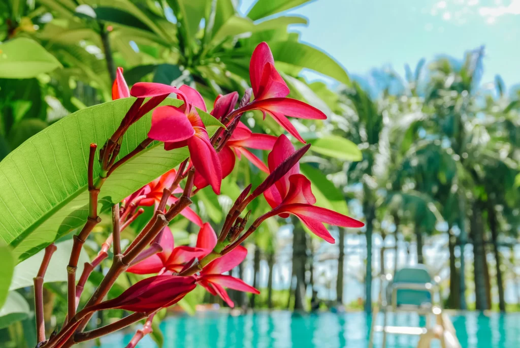Red Plumeria Vibrant Petals Green Leaves Tropical