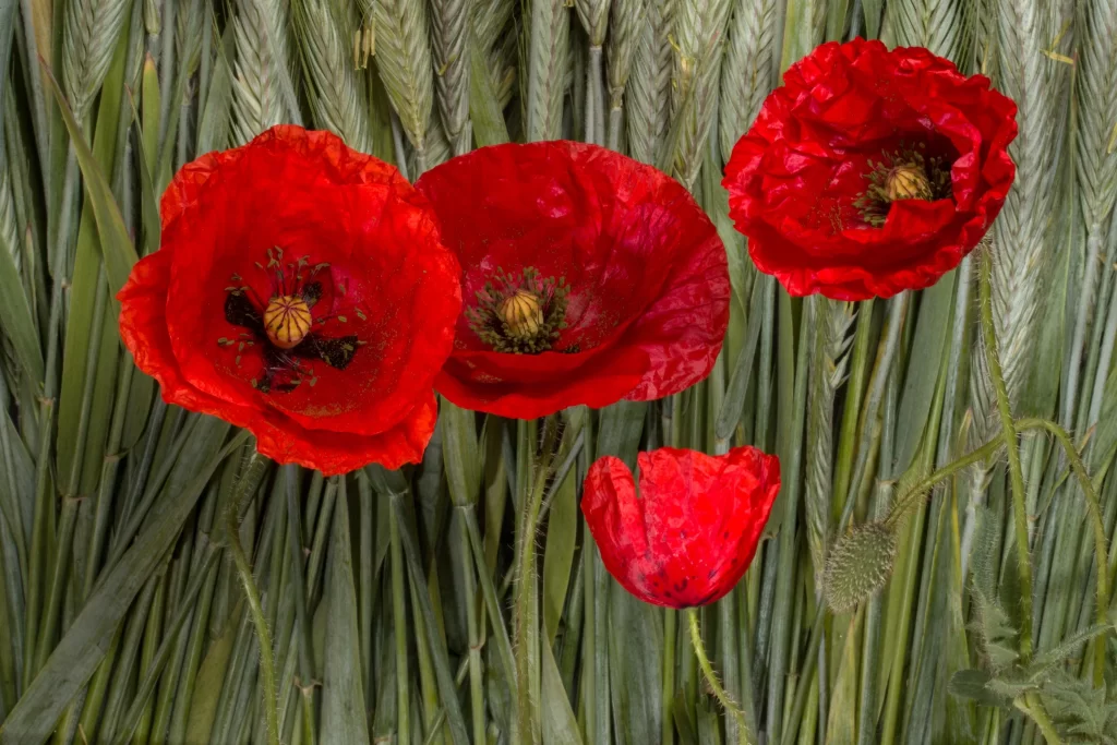Red Poppy Blooms Petals Green Stalks