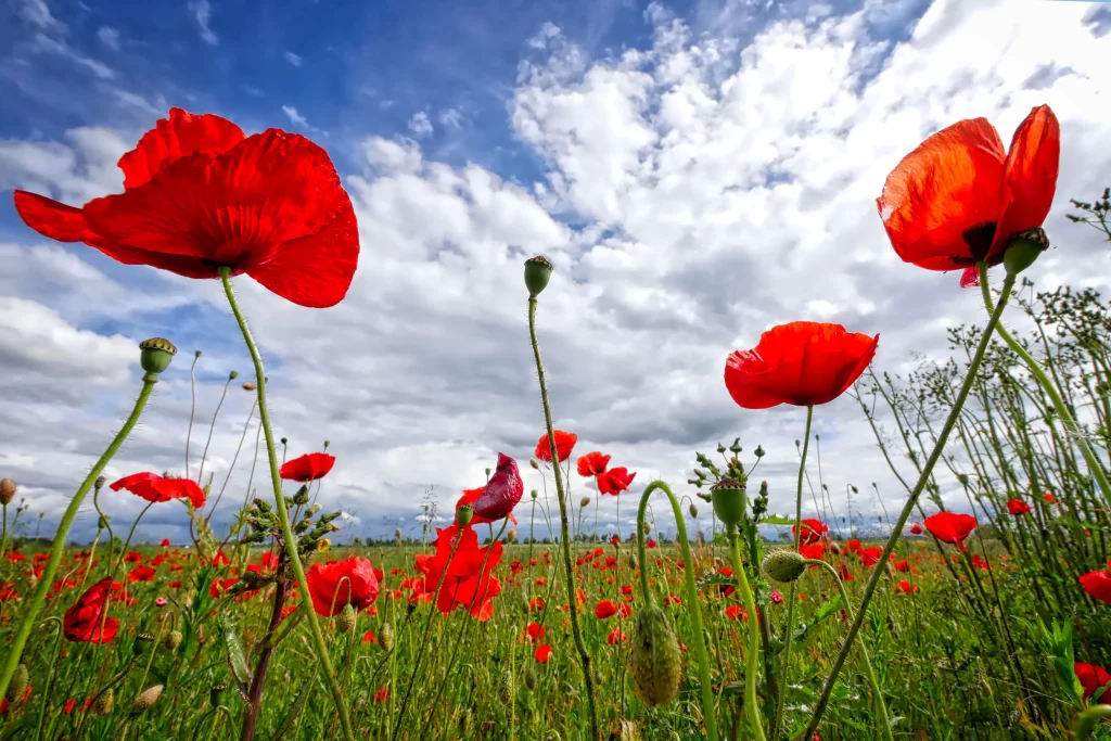 Red Poppy Blooms Petals Green Stems Blue Sky White Clouds
