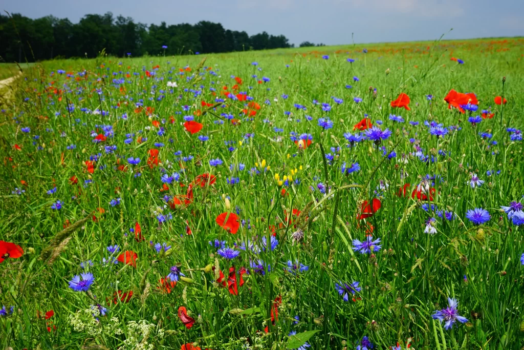 Red Poppy Blue Cornflower Green Grass warm Field