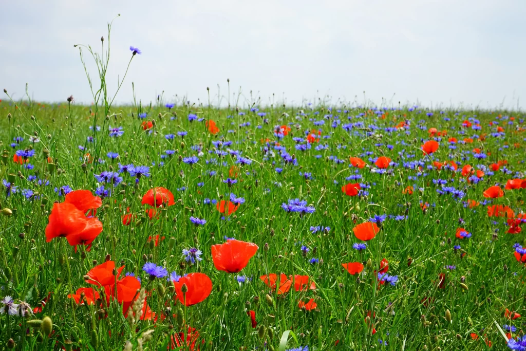 Red Poppy Blue Cornflower Green Grass warm Field