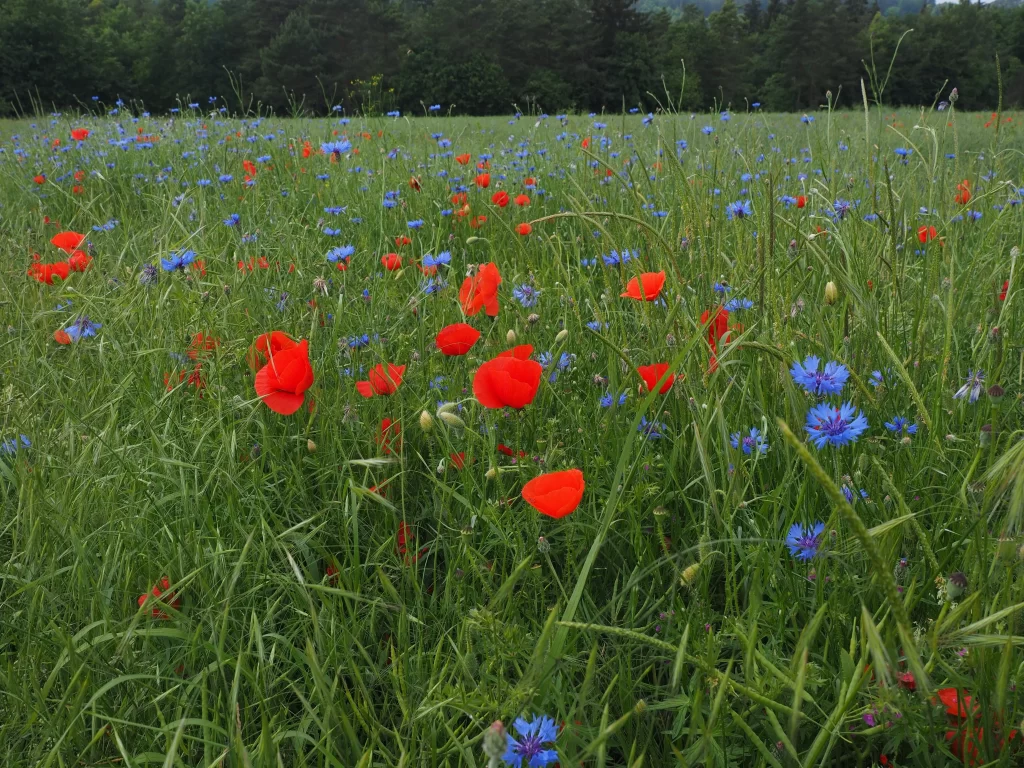 Red Poppy Blue Cornflower Green Grass warm Field