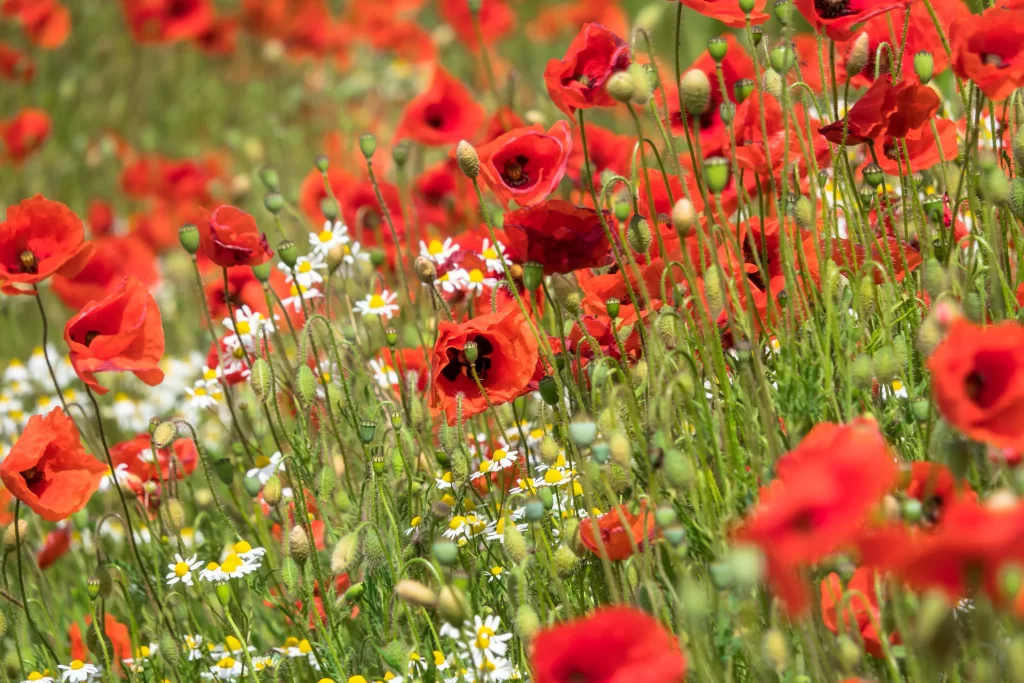 Red Poppy Bright Blooms Green Stems White Daisies Yellow Centers
