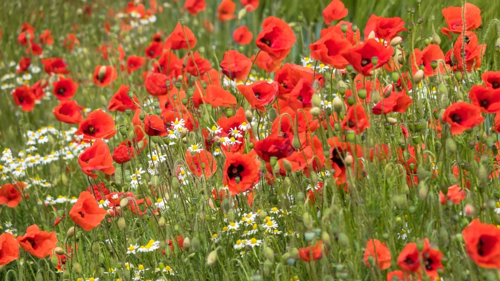 Red Poppy Bright Blooms Green Stems White Daisies