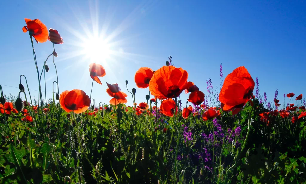 Red Poppy Bright Sun Clear Sky Vivid Petals