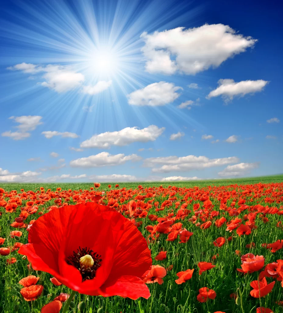Red Poppy Bright Sun Rays Blue Sky White Clouds