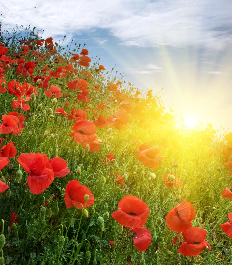 Red Poppy Bright Sunlight Green Leaves