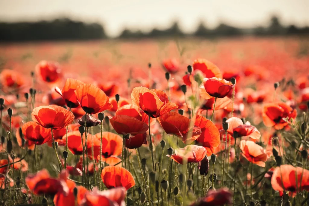 Red Poppy Field Blooming Petals Sunlight