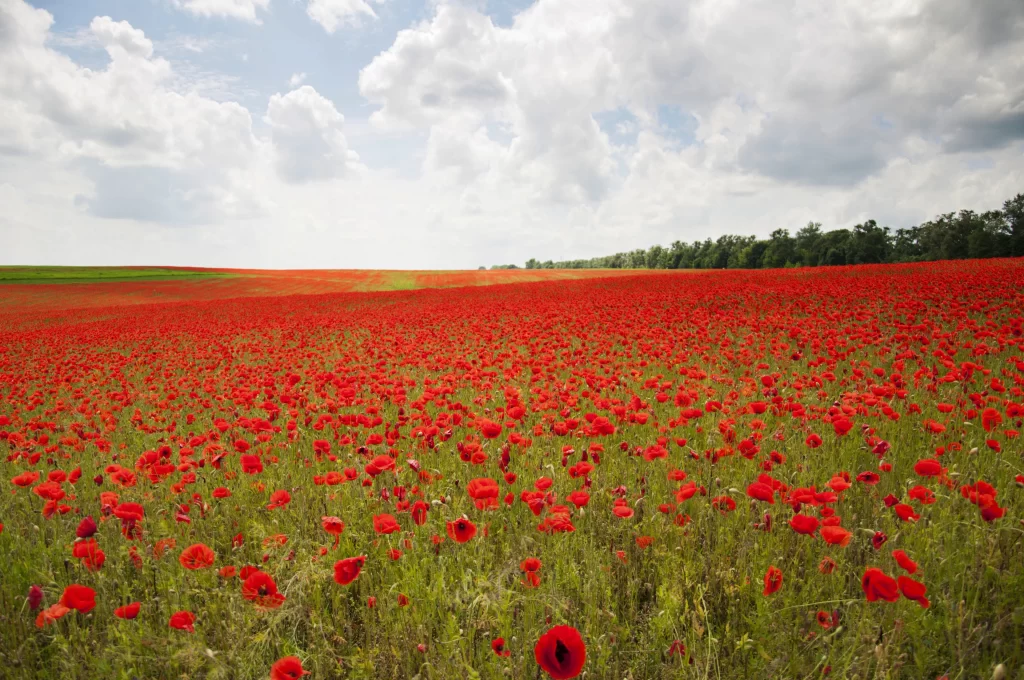 Red Poppy Field Blooming Petals Sky Clouds