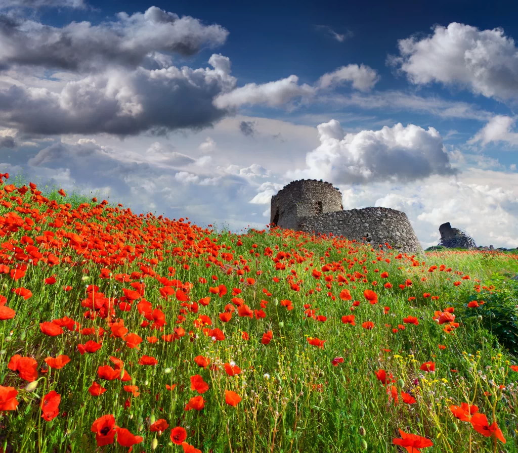 Red Poppy Field Blooming Clouds Blue Sky