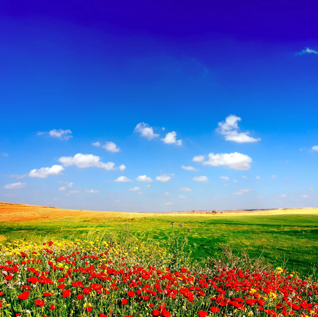 Red Poppy Field Blooming Green Grass Blue Sky
