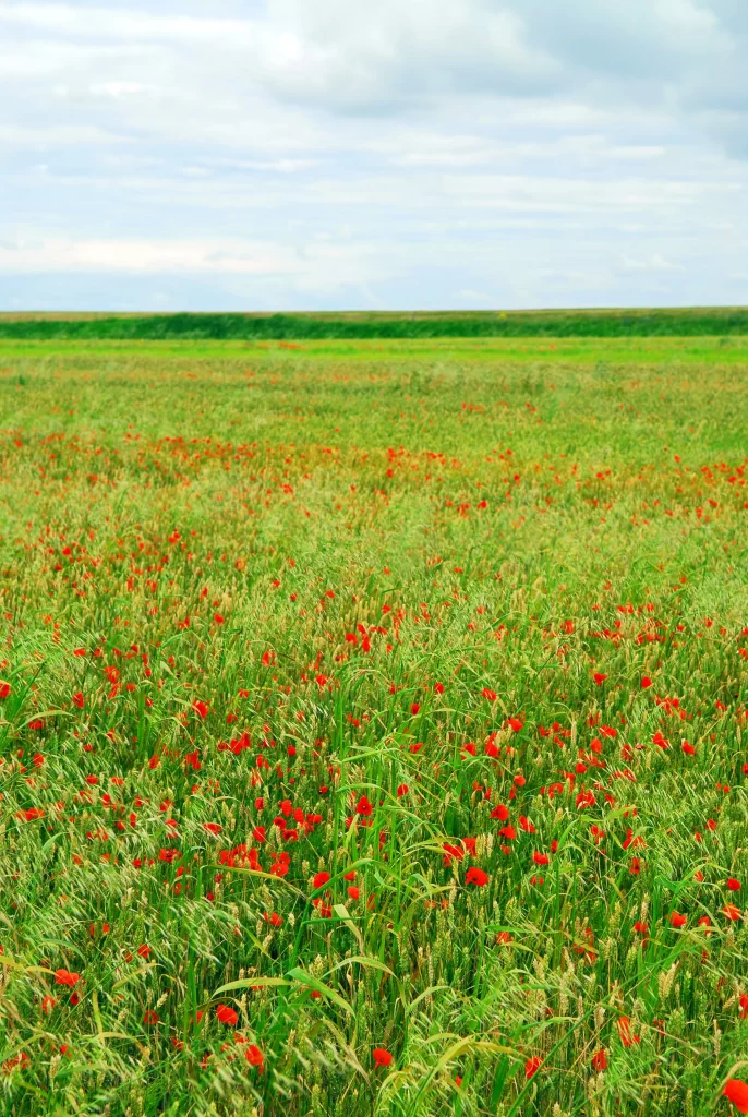 Red Poppy Field Blooming Green Grass Sky