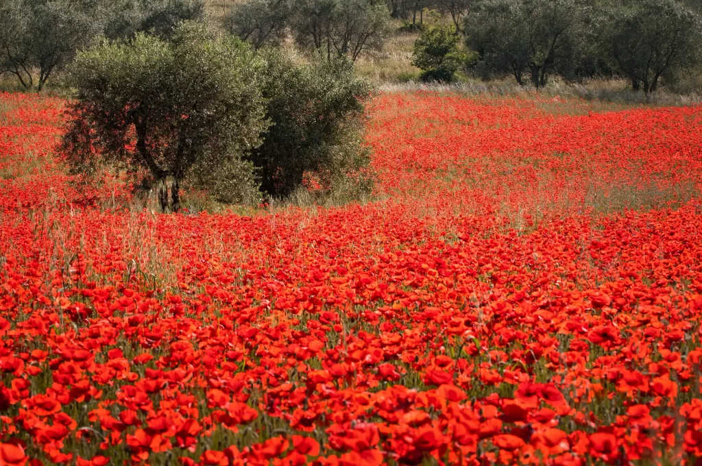 Red Poppy Field Blooming Flowers Greenery