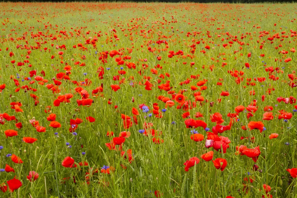 Red Poppy Field Blooming Green Scattered