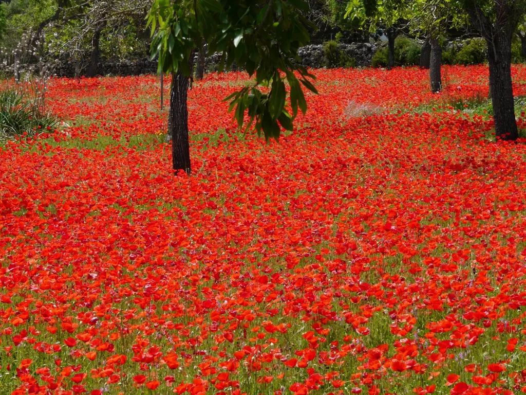 Red Poppy Field Blooming Petals Greenery