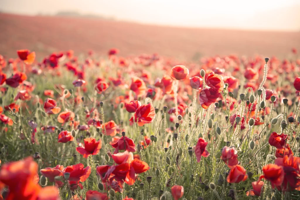 Red Poppy Field Blooming Petals Sunlight