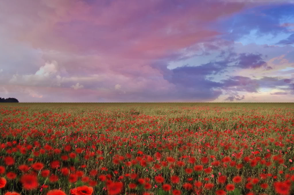 Red Poppy Field Blooming Clouds Sky