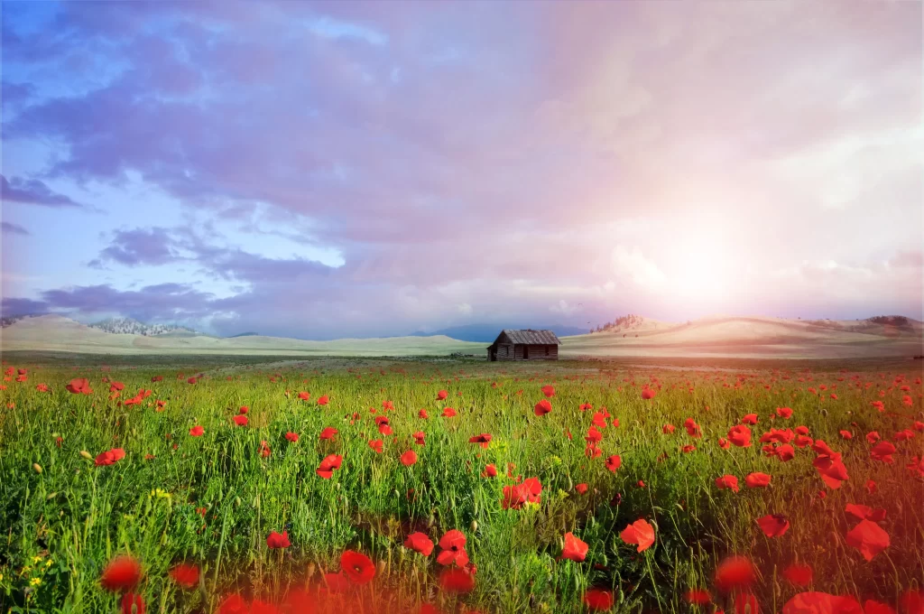 Red Poppy Field Blooming Sunlight Greenery