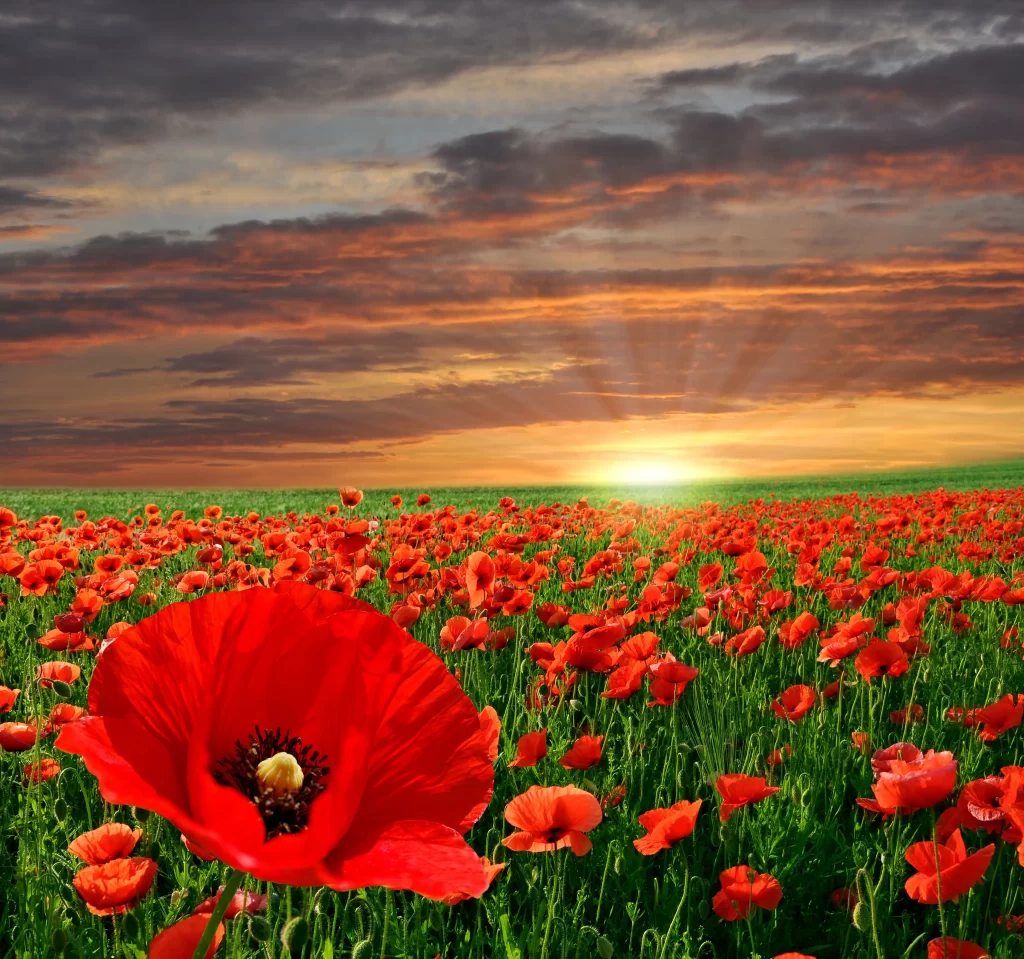 Red Poppy Field Blooming Sunset Rays