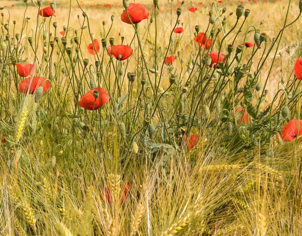 Red Poppy Field Blooms Green Stems