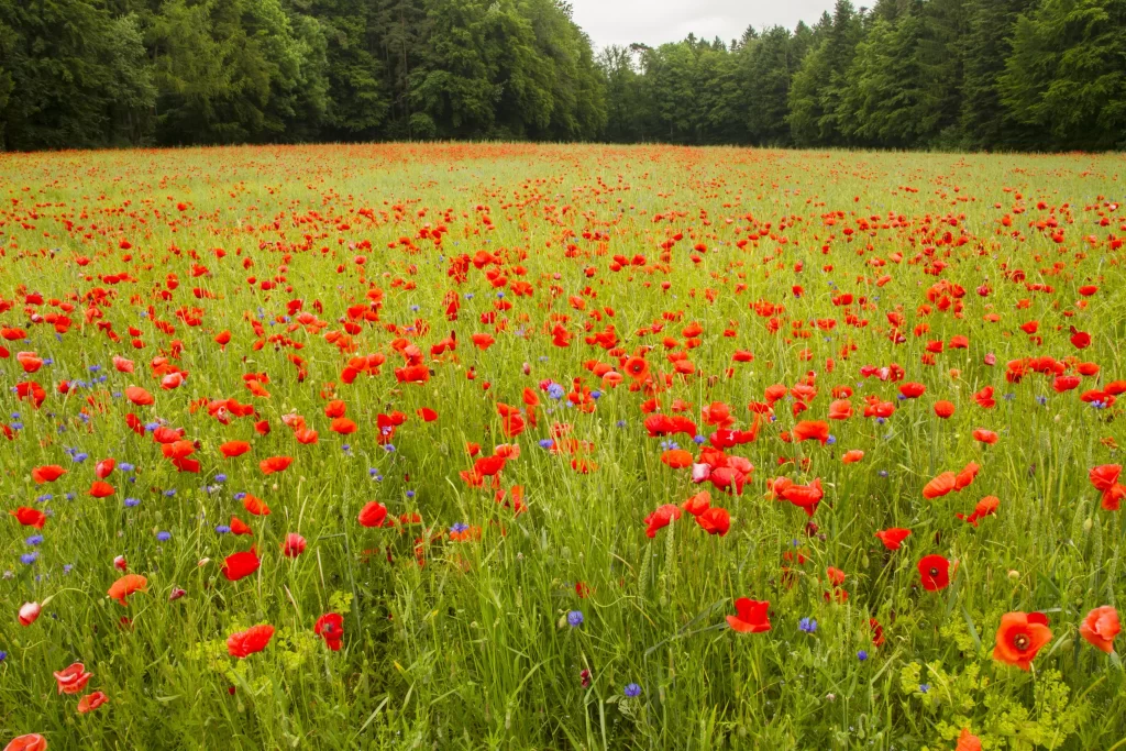 Red Poppy Field Blooms Greenery Scattered Blue