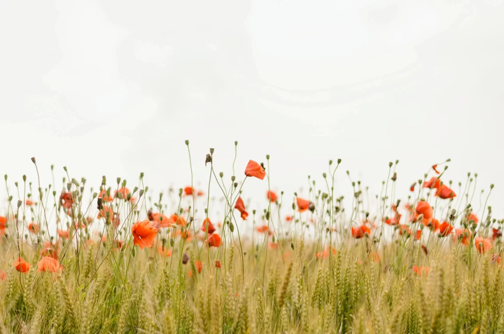 Red Poppy Field Blooms Tall Stems