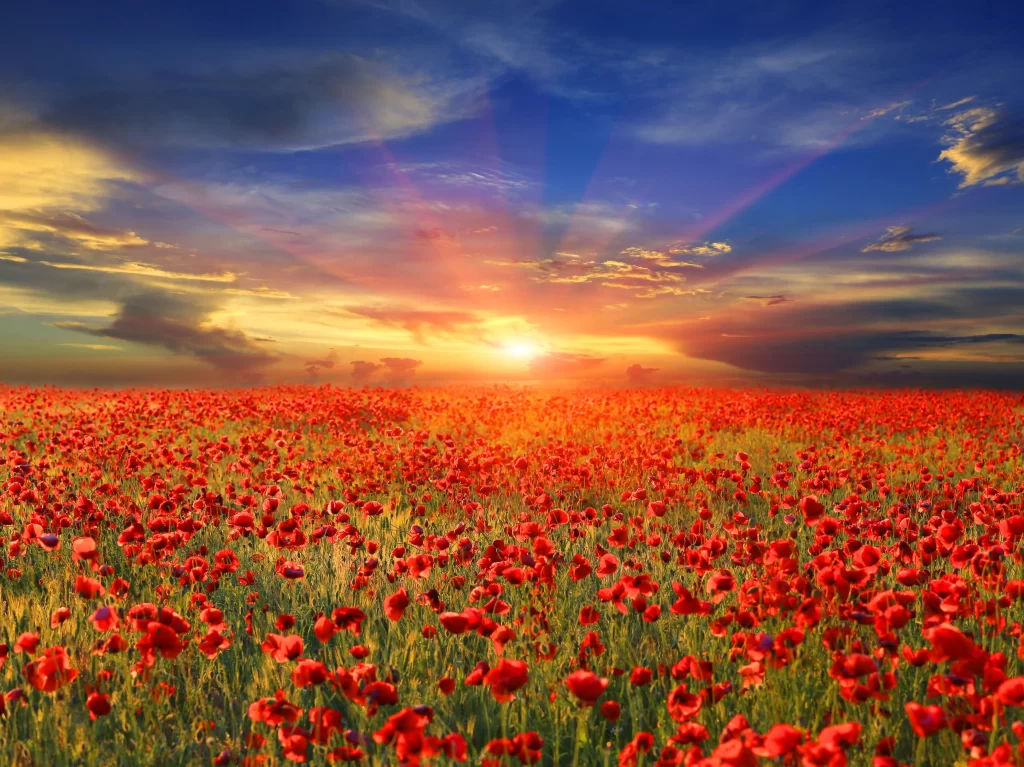 Red Poppy Field Sunlight Clouds