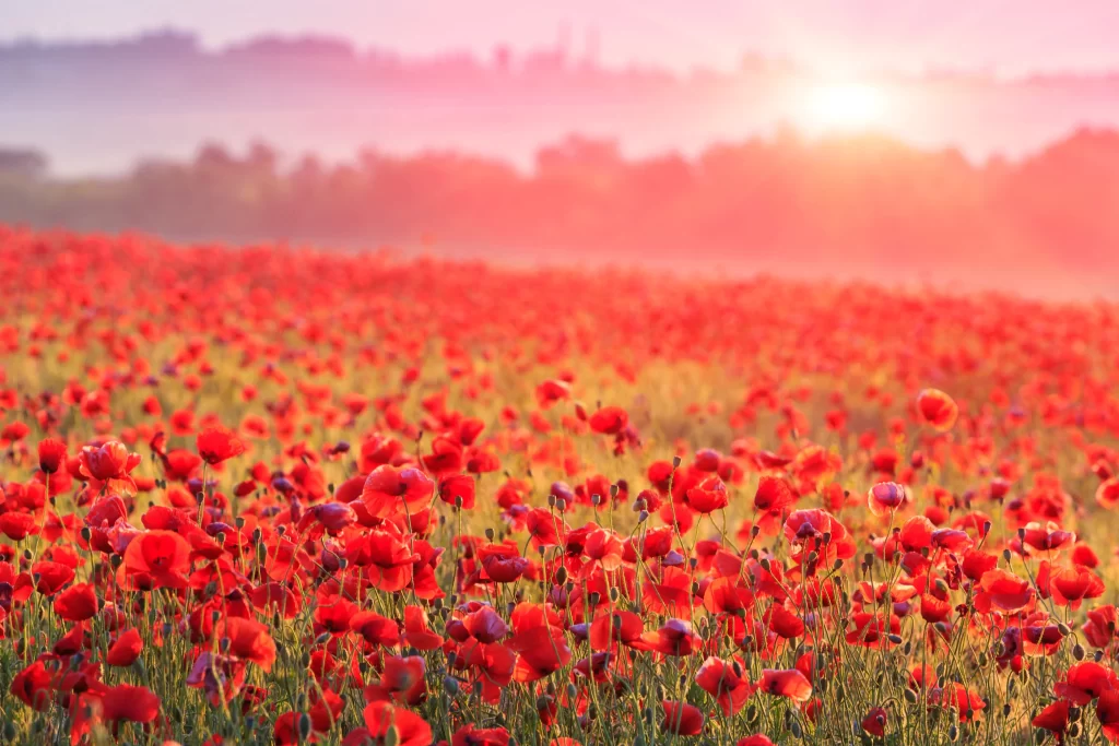Red Poppy Field Sunlight Blooming Petals
