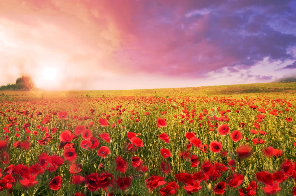 Red Poppy Field Sunlight Blooming Greenery