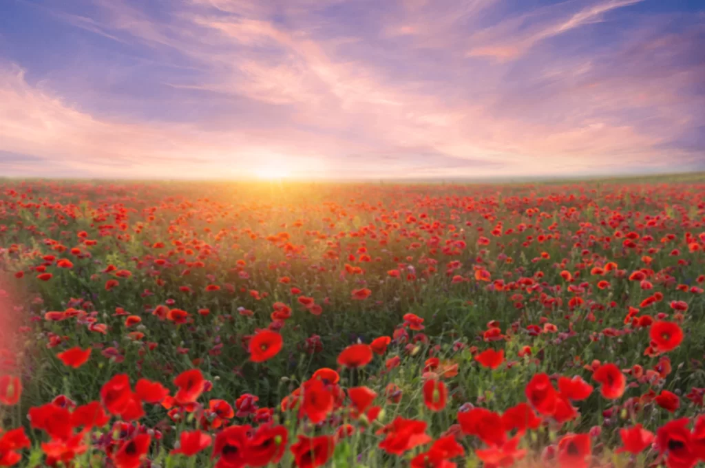 Red Poppy Field Sunlight Clouds Horizon