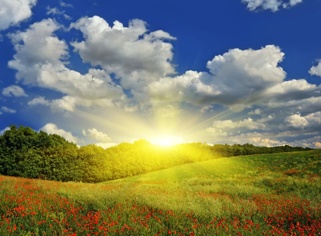Red Poppy Field Sunlight Greenery Blue Sky