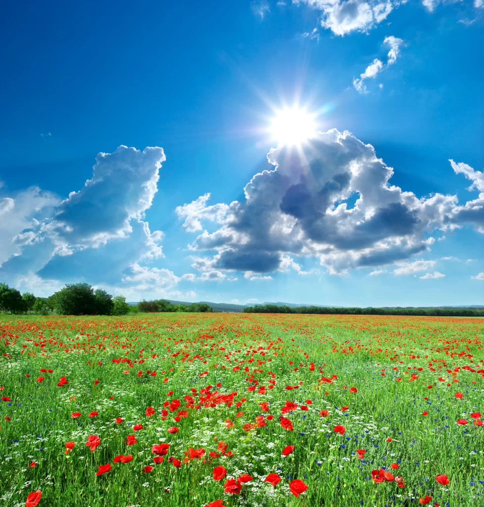Red Poppy Field Sunlight Blue Sky Clouds