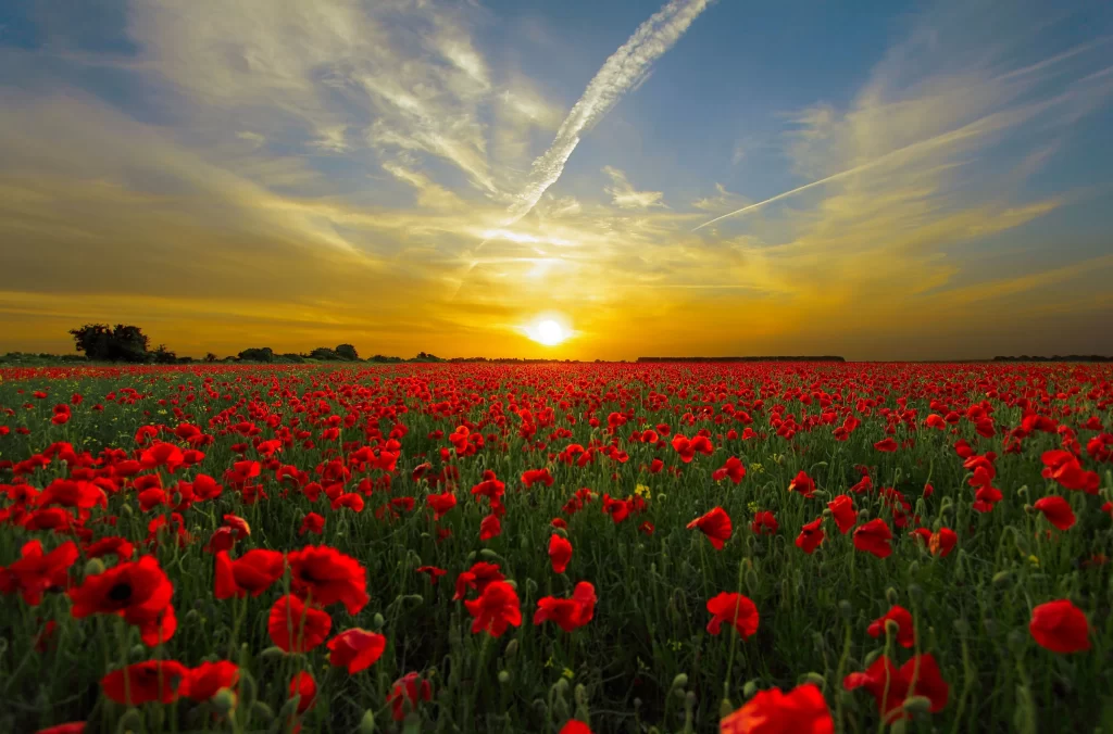 Red Poppy Field Sunset Blooms Sky