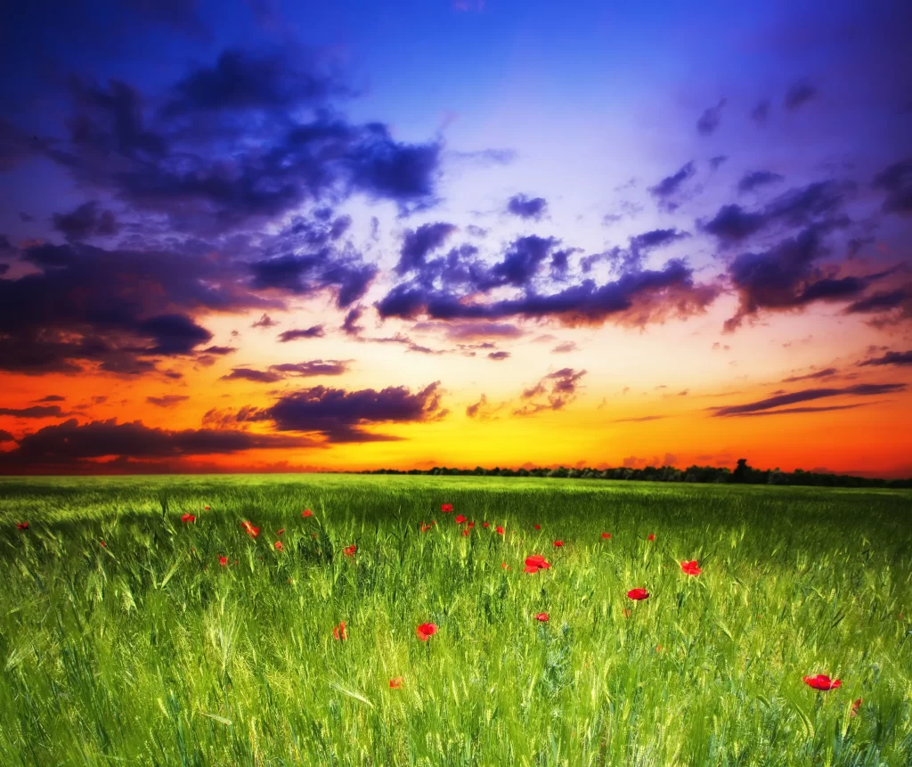 Red Poppy Field Sunset Sky Clouds