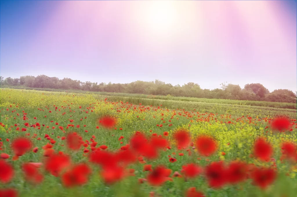 Red Poppy Field Yellow Blooms Greenery