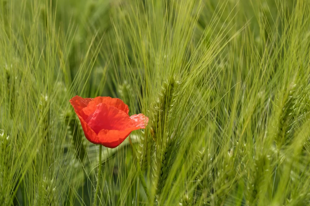 Red Poppy Petals Green Wheat warm Field