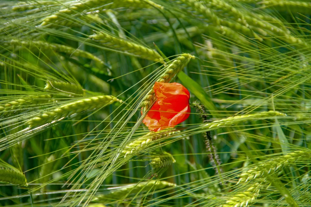 Red Poppy Petals Green Wheat warm Field