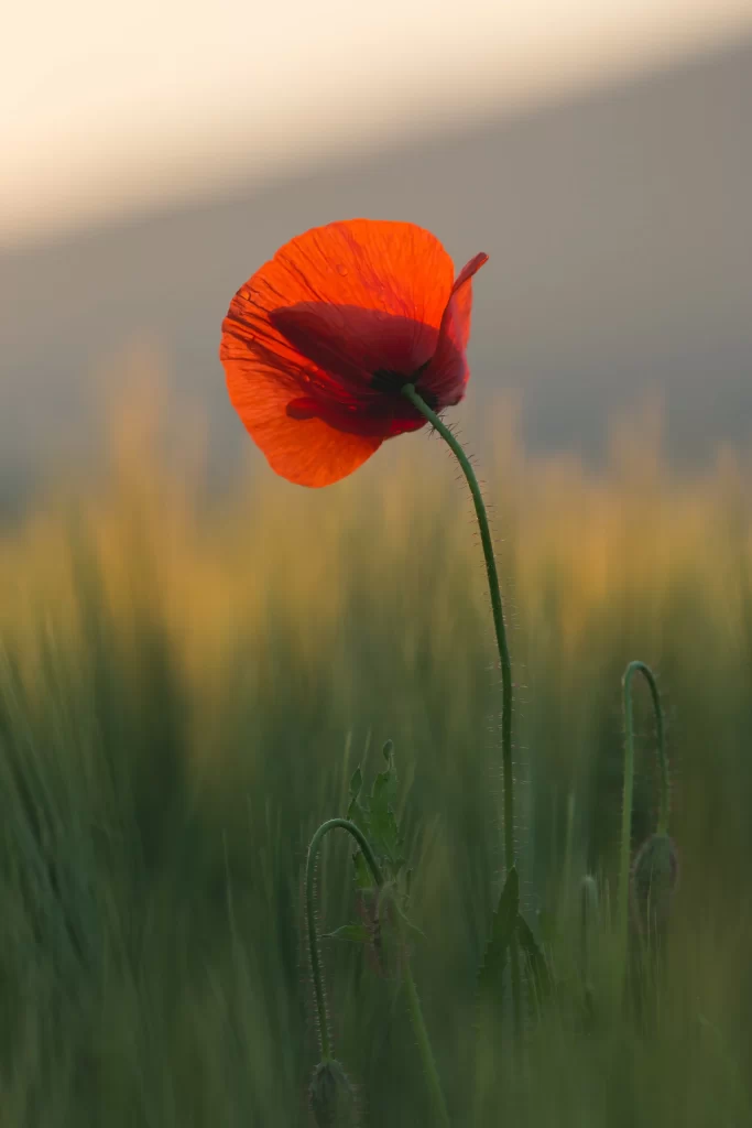 Red Poppy Petals Stem Greenery