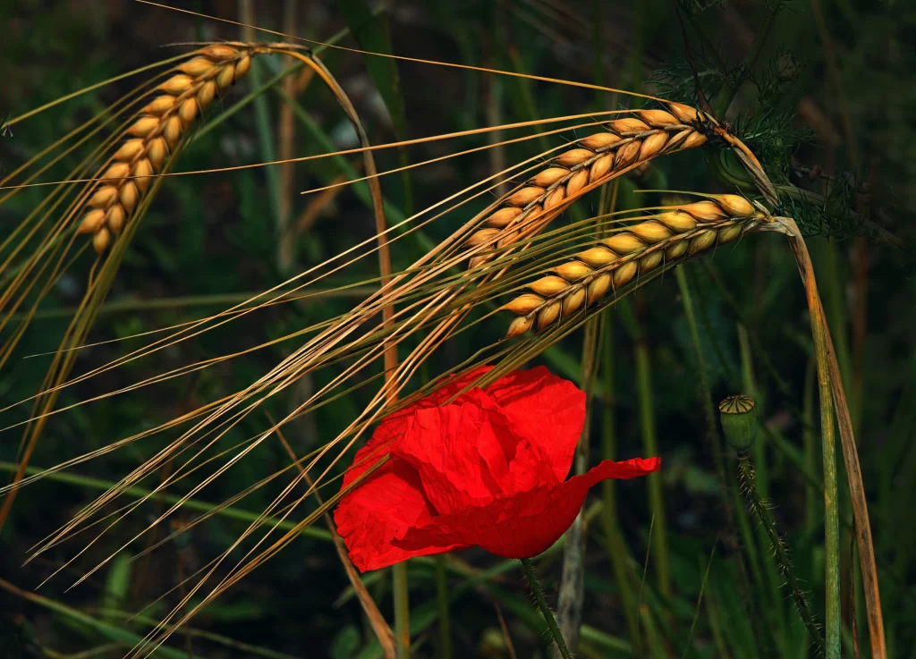 Red Poppy Petals Wheat Greenery