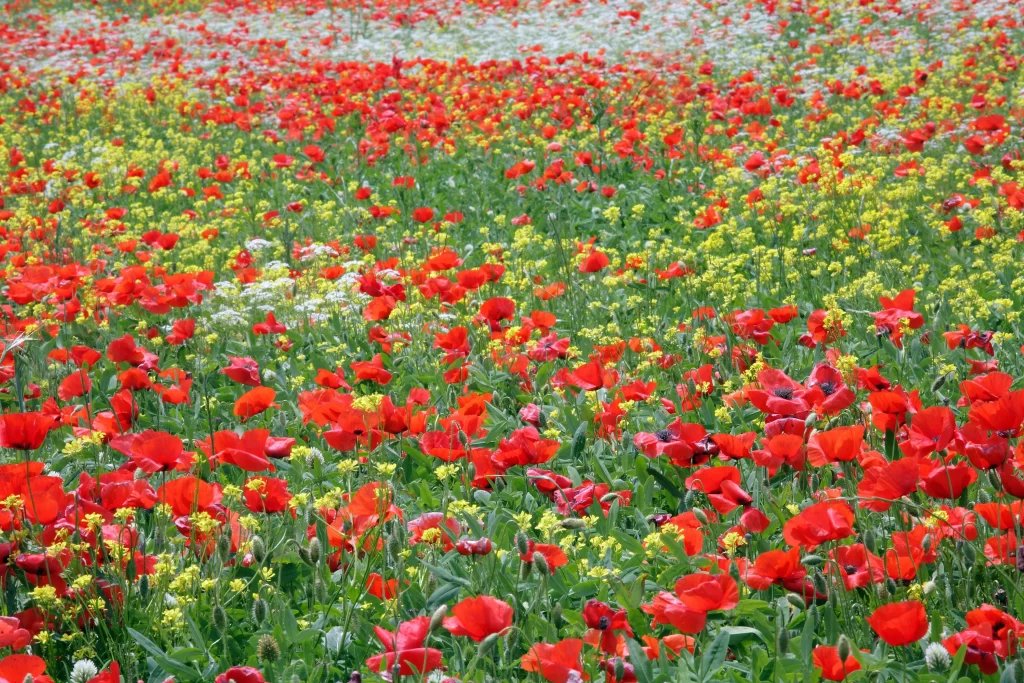Red Poppy Yellow Blooms Green Leaves