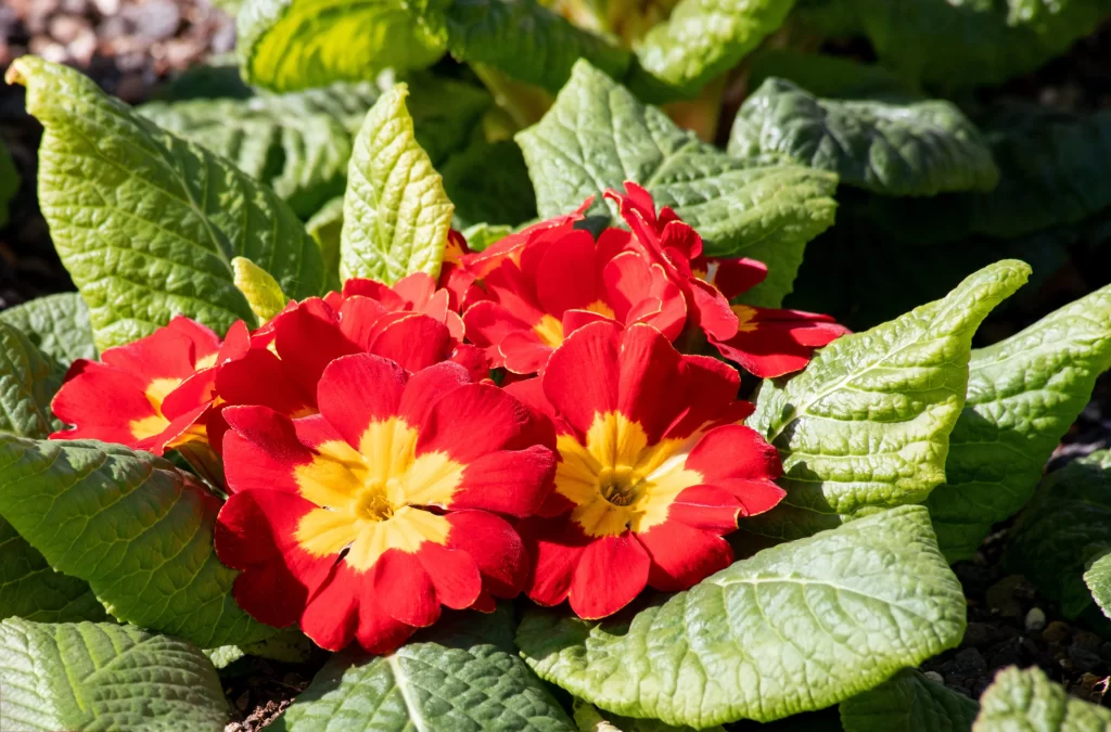 Red Primrose Bright Yellow Center Petals Green Leaves