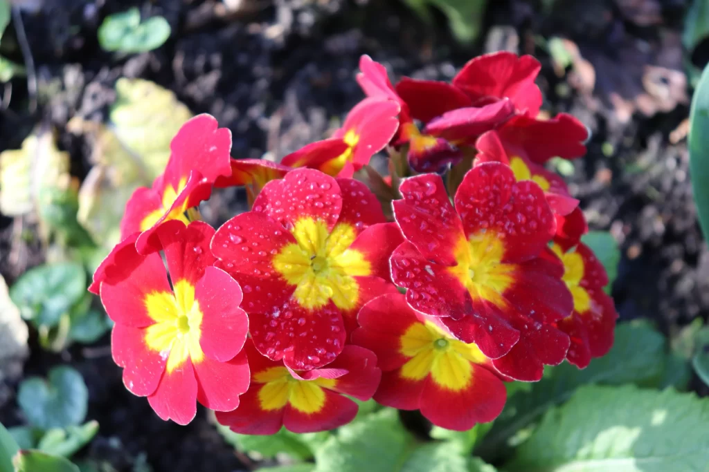 Red Primrose Petals Dewdrops Bright Yellow Center