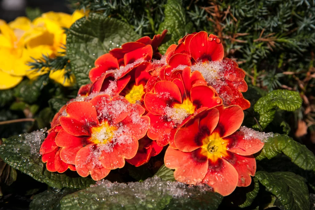 Red Primrose Petals Snow Dew